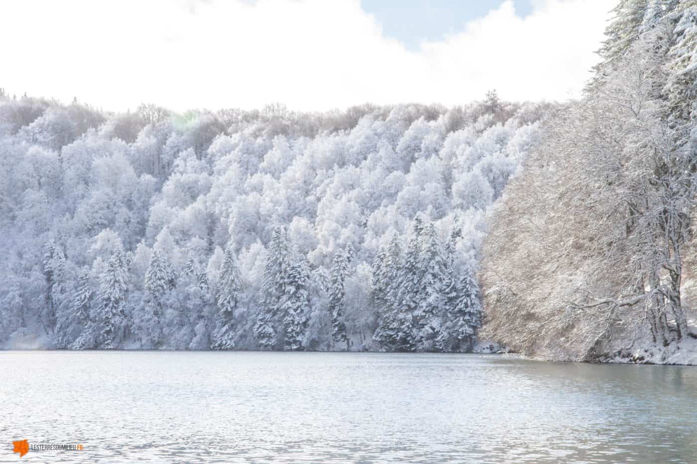 Le lac pavin entouré d'arbres enneigés dans le Sancy