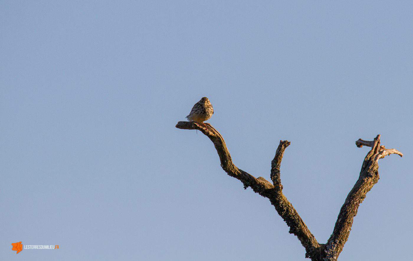 Oiseau sur sa branche dans l'Aubrac 