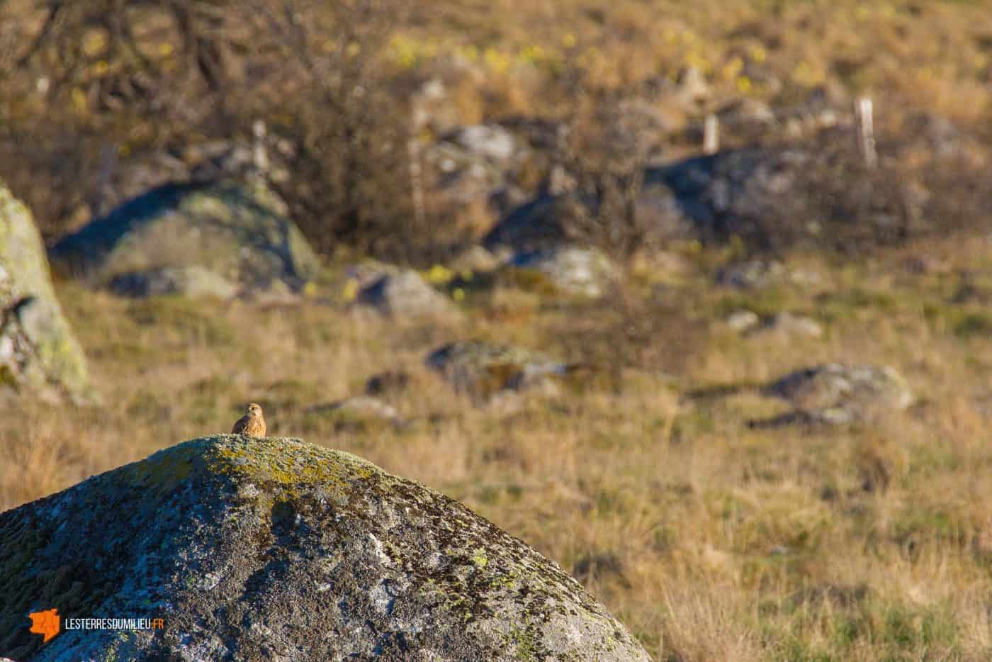 Rapace sur un blog de granit en Aubrac