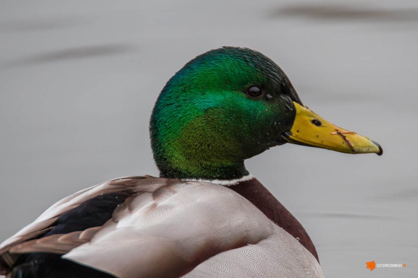 Canard sur le lac d'aydat