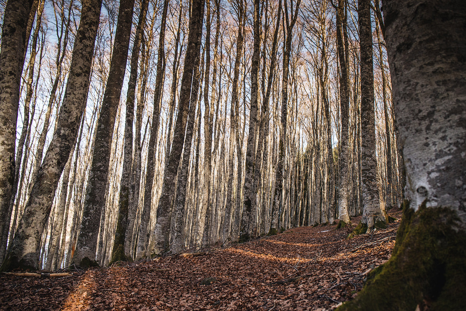 Forêt près de Super-Besse