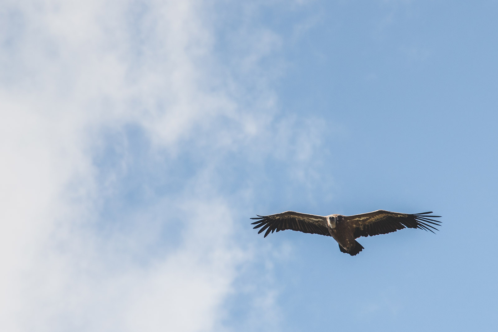 Vautour fauve au-dessus du massif du Sancy