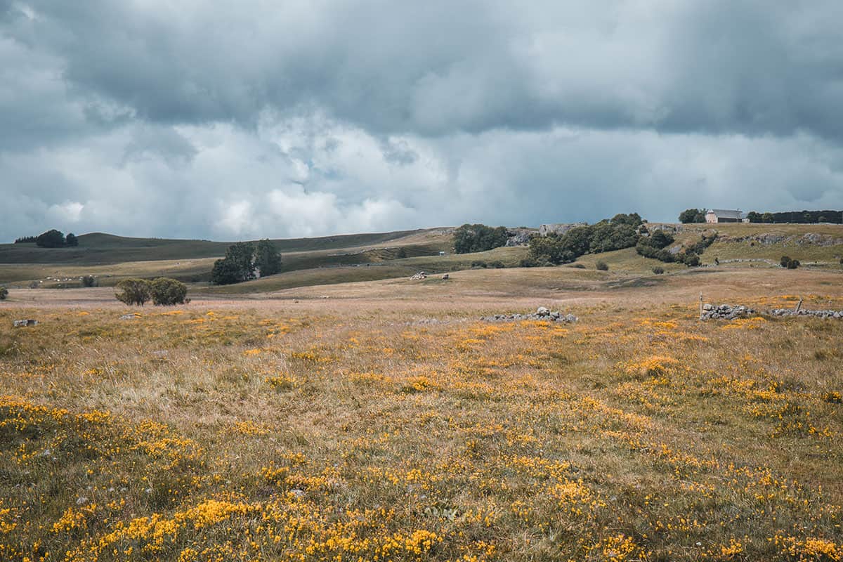 Plateau de l'Aubrac au printemps