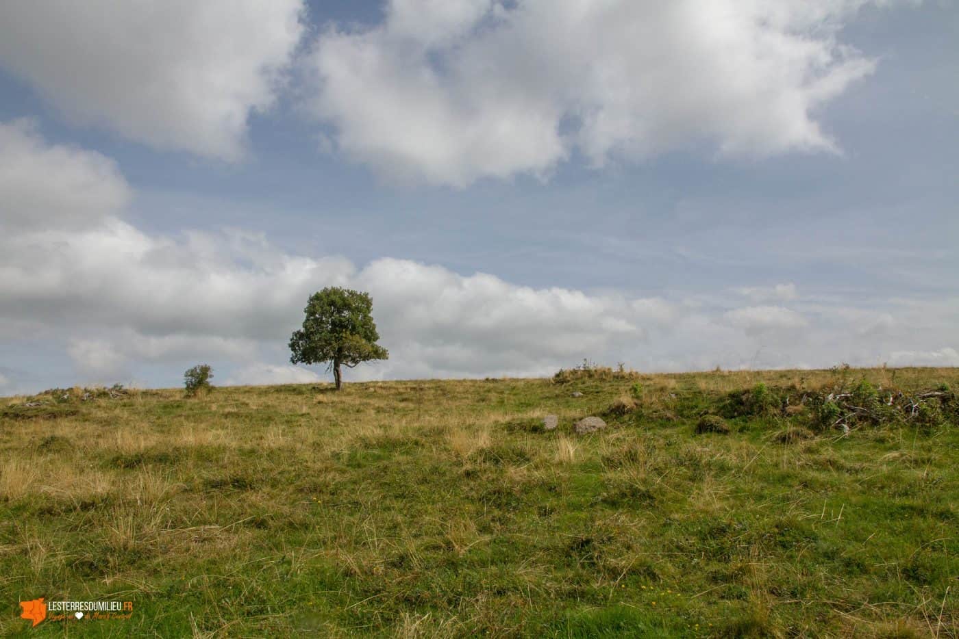 Arbre isolé dans le Sancy