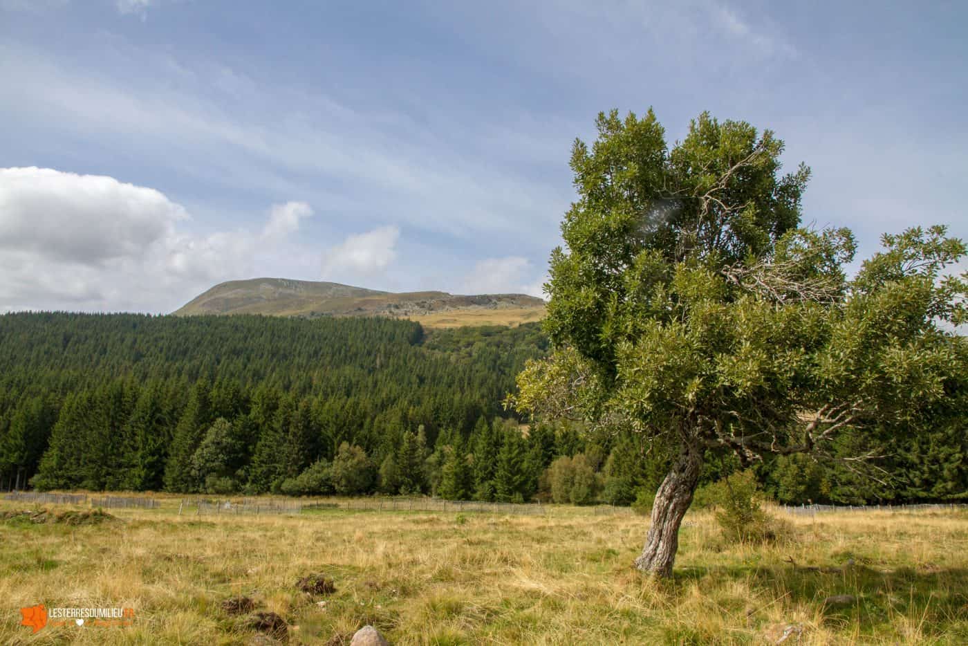 Paysage près de Super Besse dans le Sancy