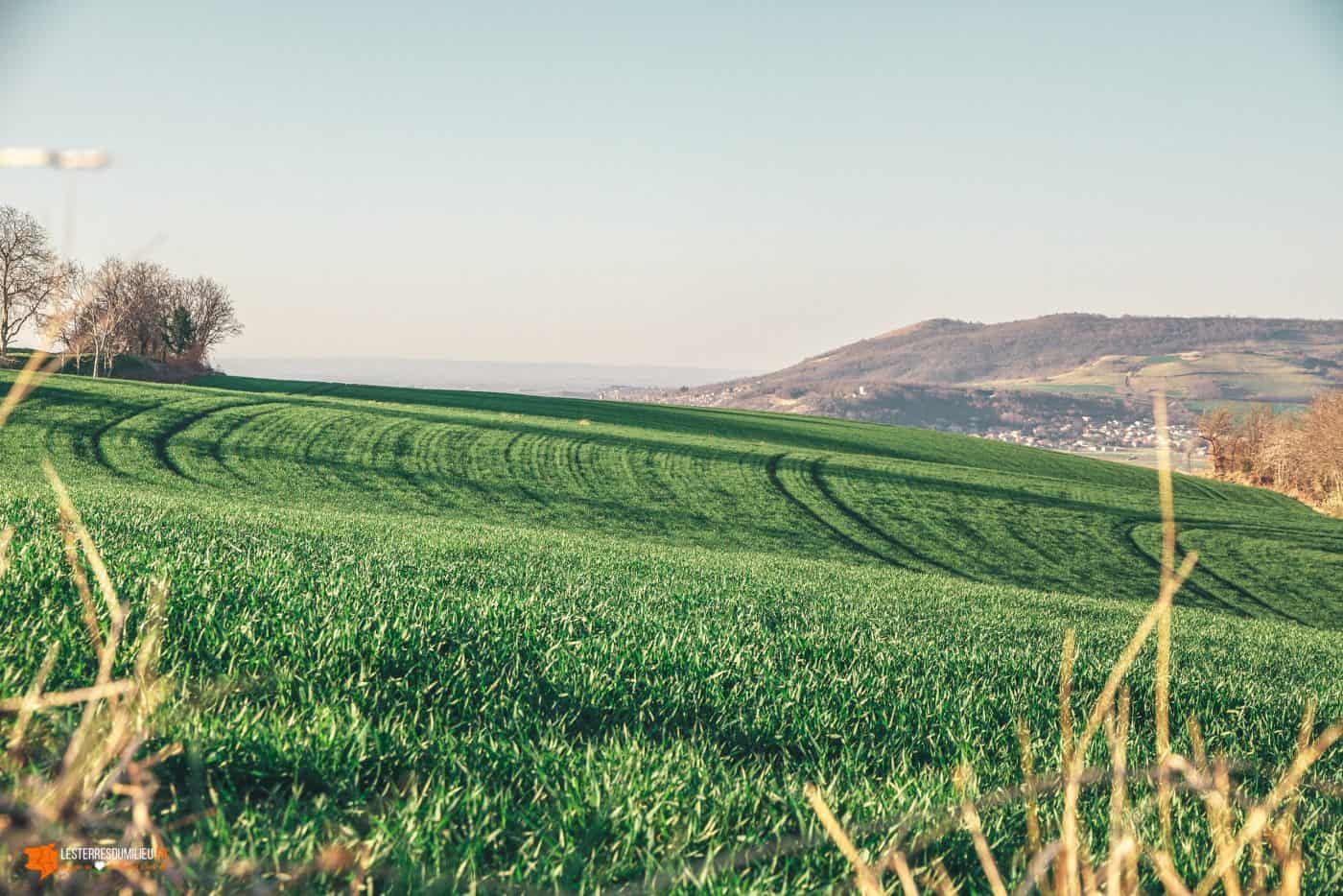 Champs sur les hauteurs de Busséol en Auvergne