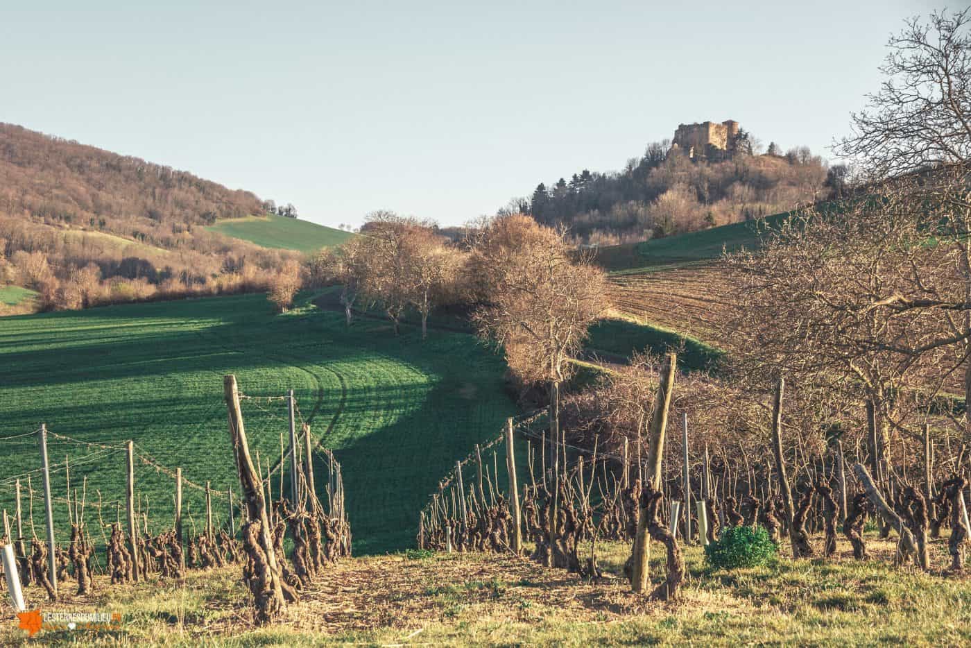 Les vignes et le château de Busséol, dans le Livradois