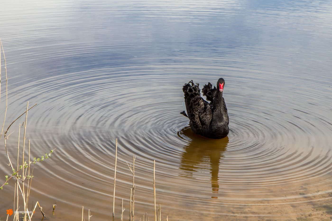 Cygne noir au plan d'eau de Mauzun