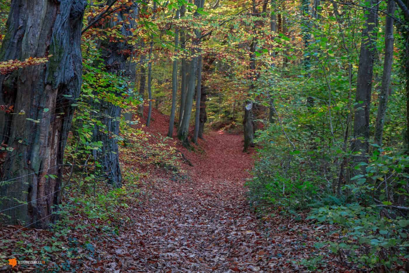 Forêt en automne à Durtol en Auvergne