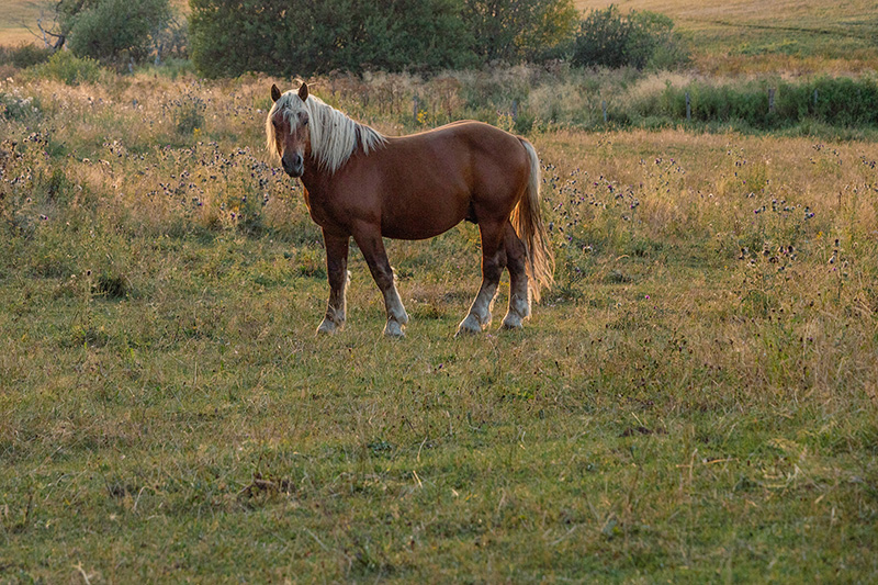 Cheval sur le plateau près d'Égliseneuve-d'ENtraigues
