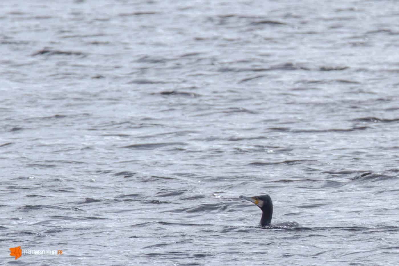 Foulque sur l'étang de Pulvérières