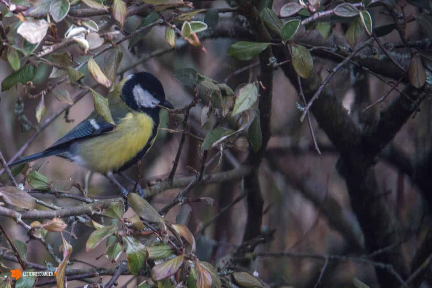 Une mésange près de l'étang de Pulvérières