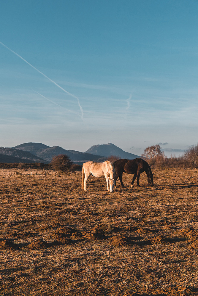 Chevaux face au puy de Dôme en Auvergne