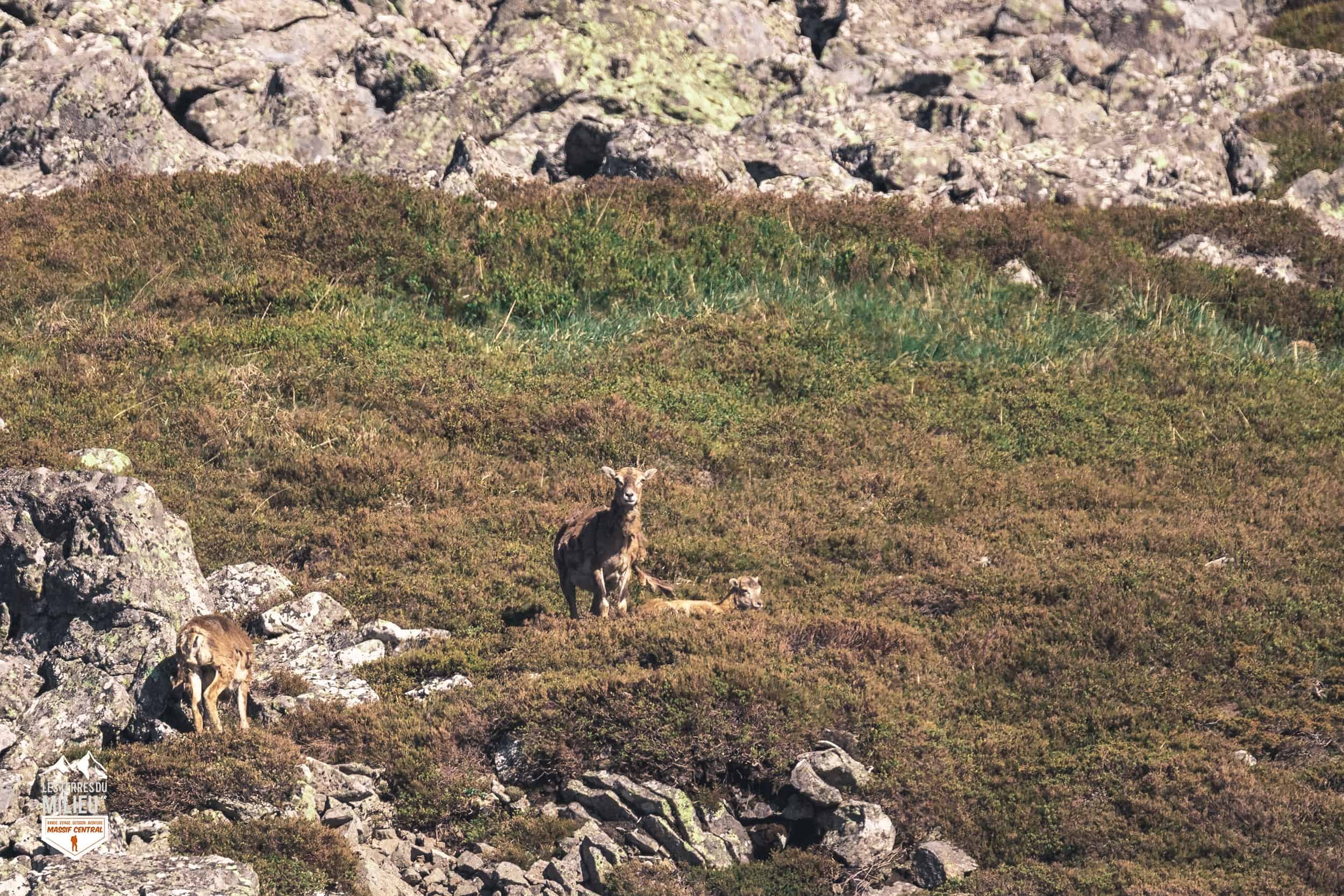 Des mouflons sous le puy de Paillaret dans le Sancy