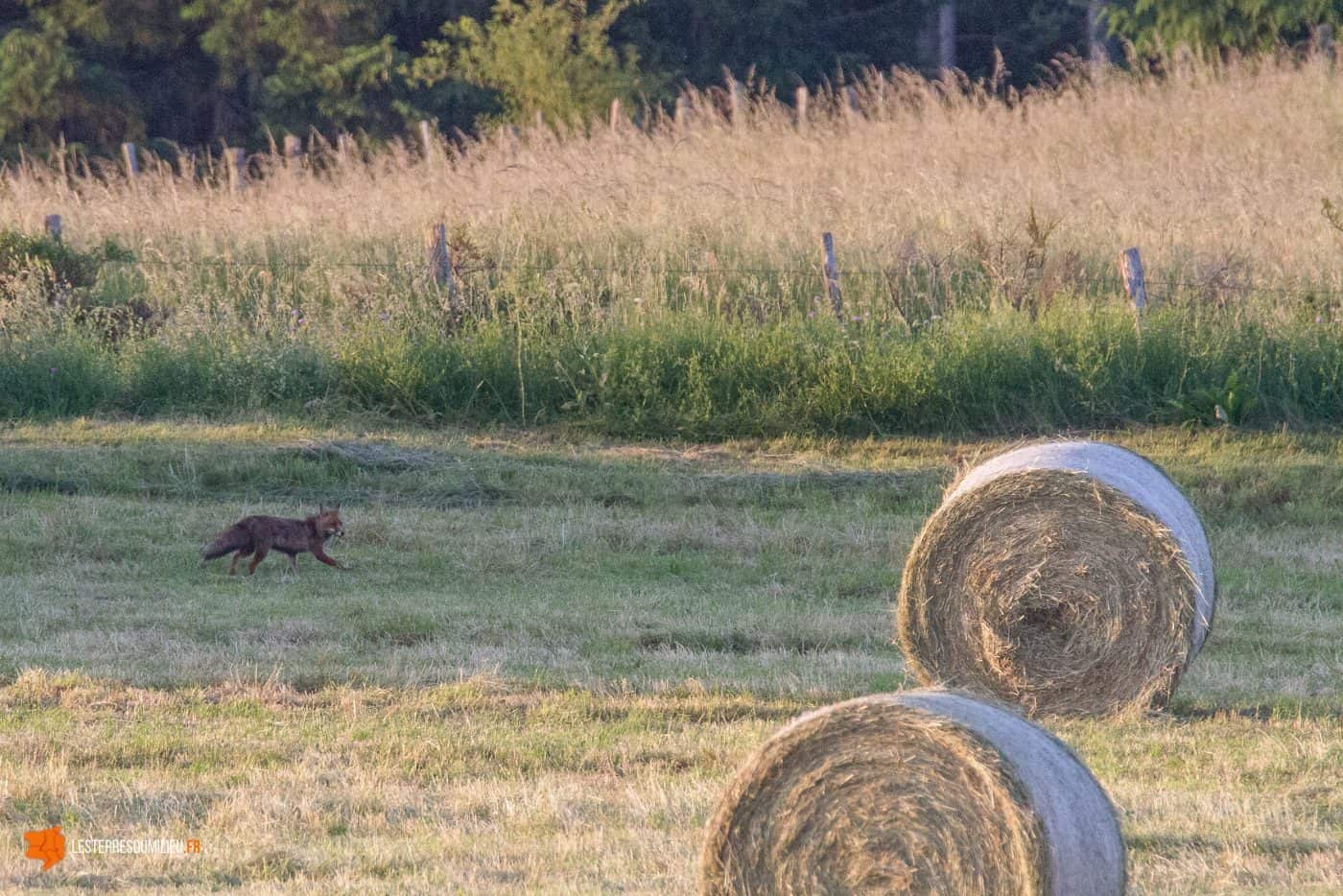 Renard au lever du soleil au milieu des champs