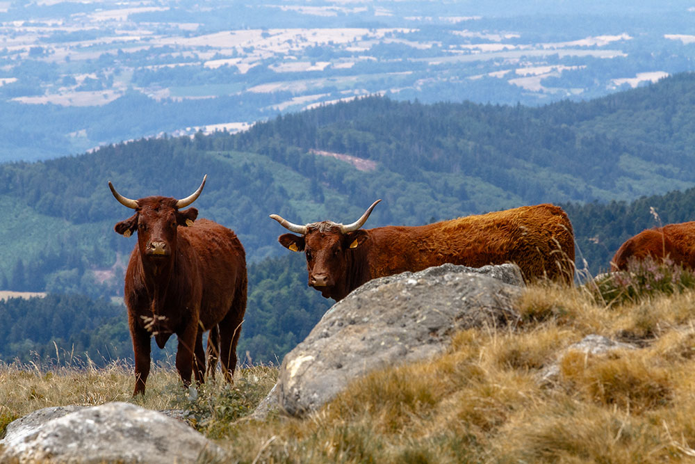 © P. Villemejane, Les Terres du milieu Vaches salers sur les hauteurs de Pierre sur Haute