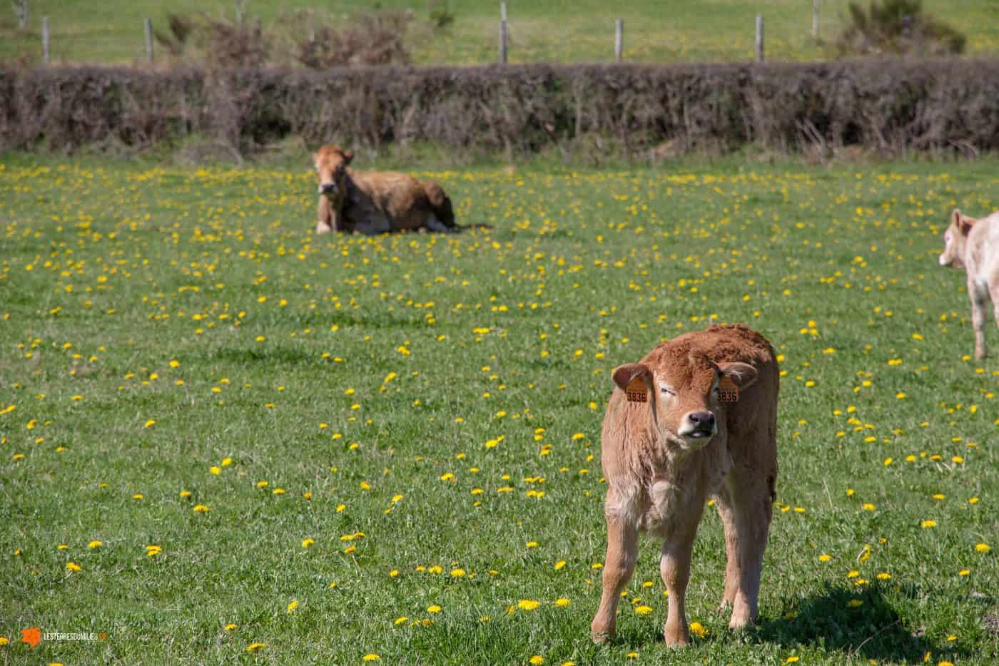 Veau dans un pré des gorges du Bès