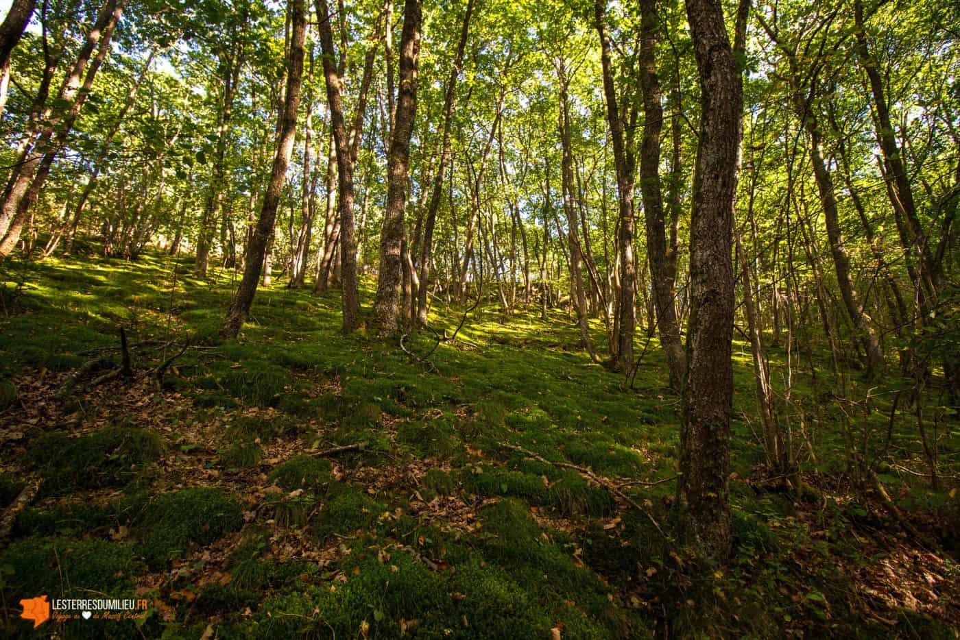 Dans la forêt d'Enval