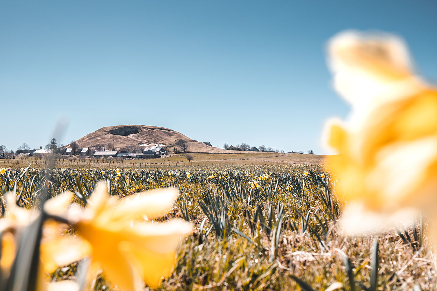 Jonquilles et village de Brion