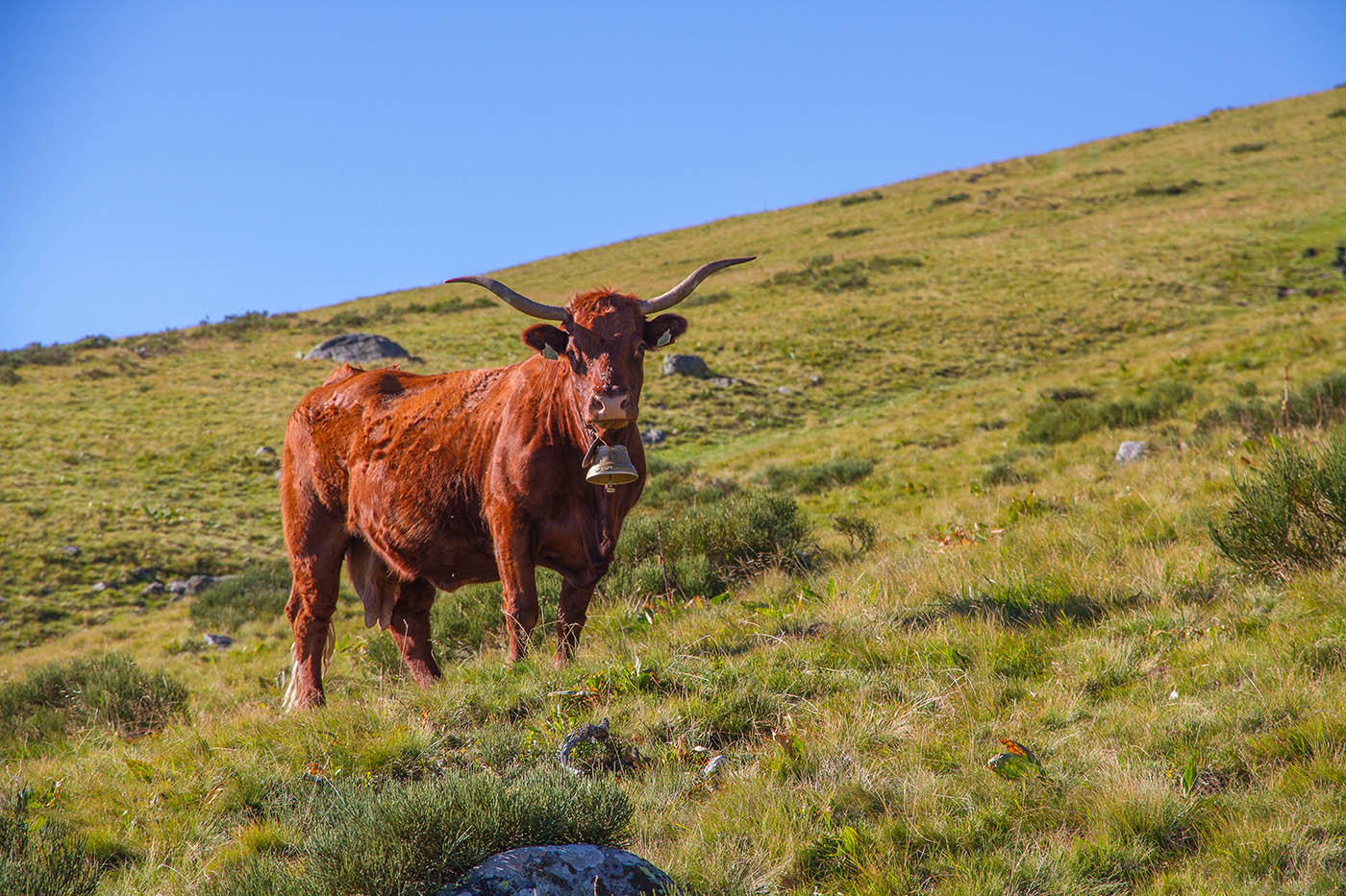 Vache Salers près de Besse