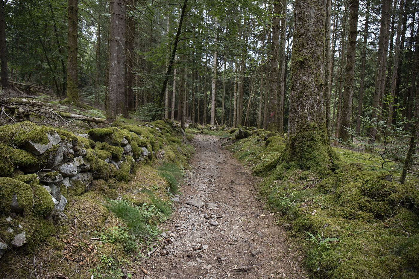 Chemin entre Saint-Genes-Champespe et Picherande