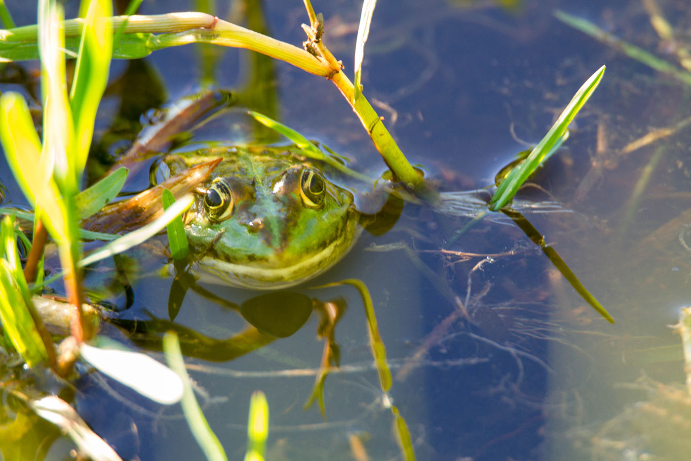 Crapaud lac d'Auvergne