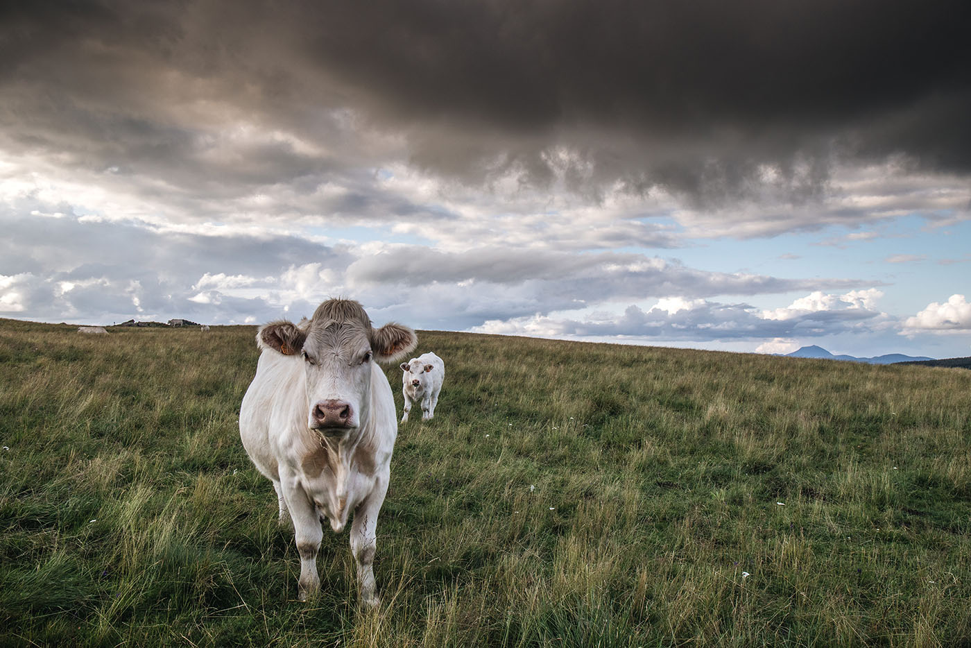 Vache sur le GR30 dans le Sancy