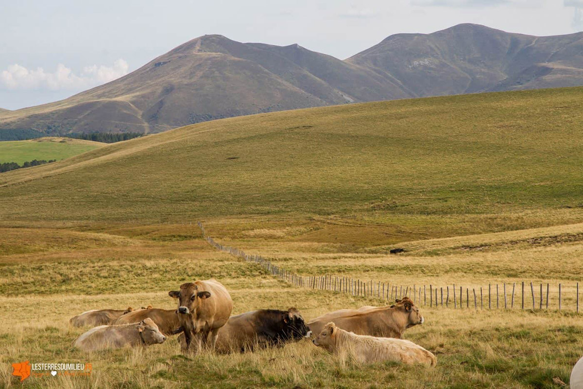 Vaches sur le plateau du Guéry sur le GR30