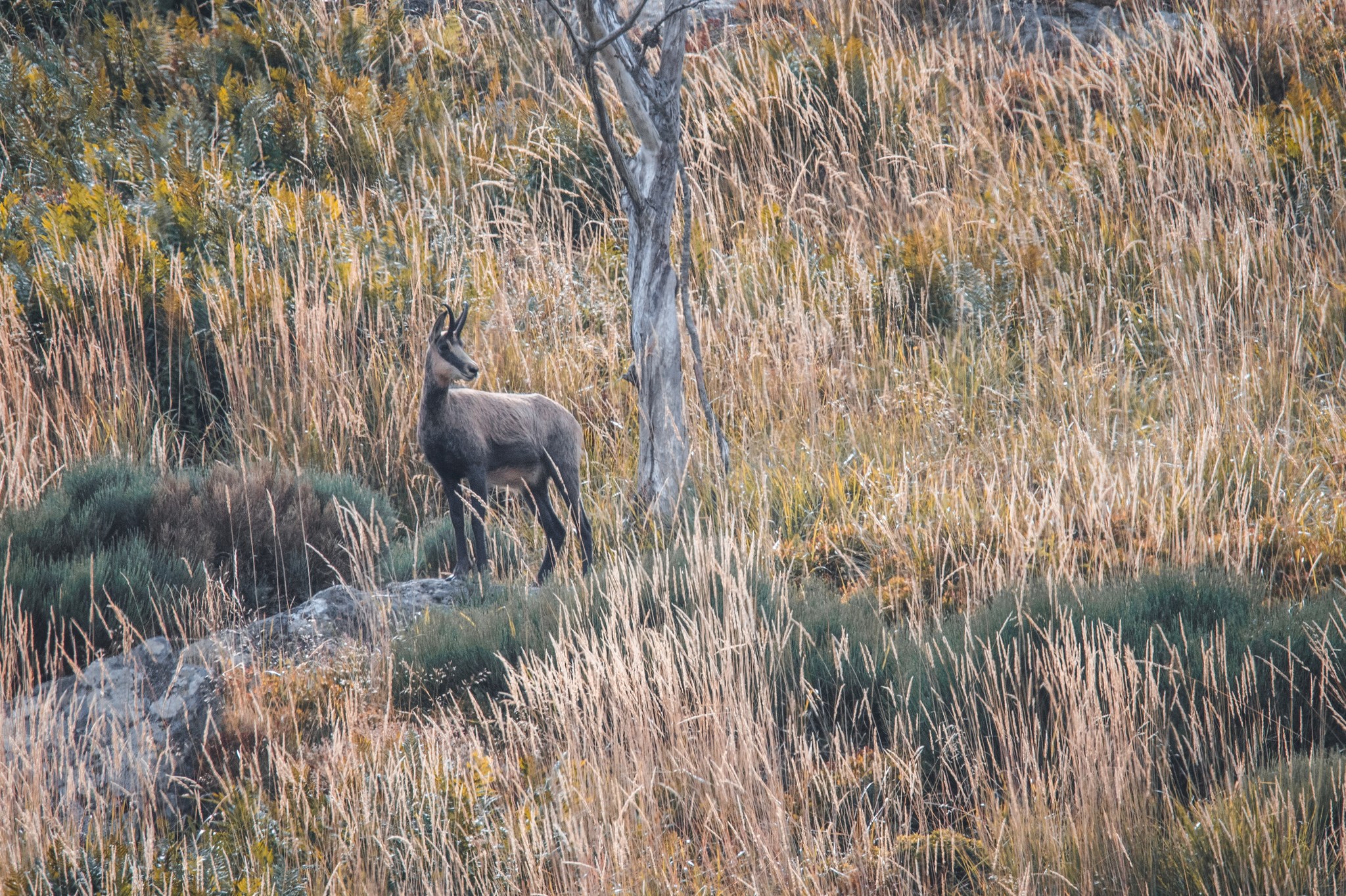 Chamois sur le GR400 dans le cirque de Chamalière