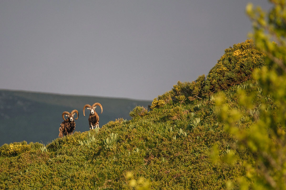 Mouflons sur les Monts du Cantal