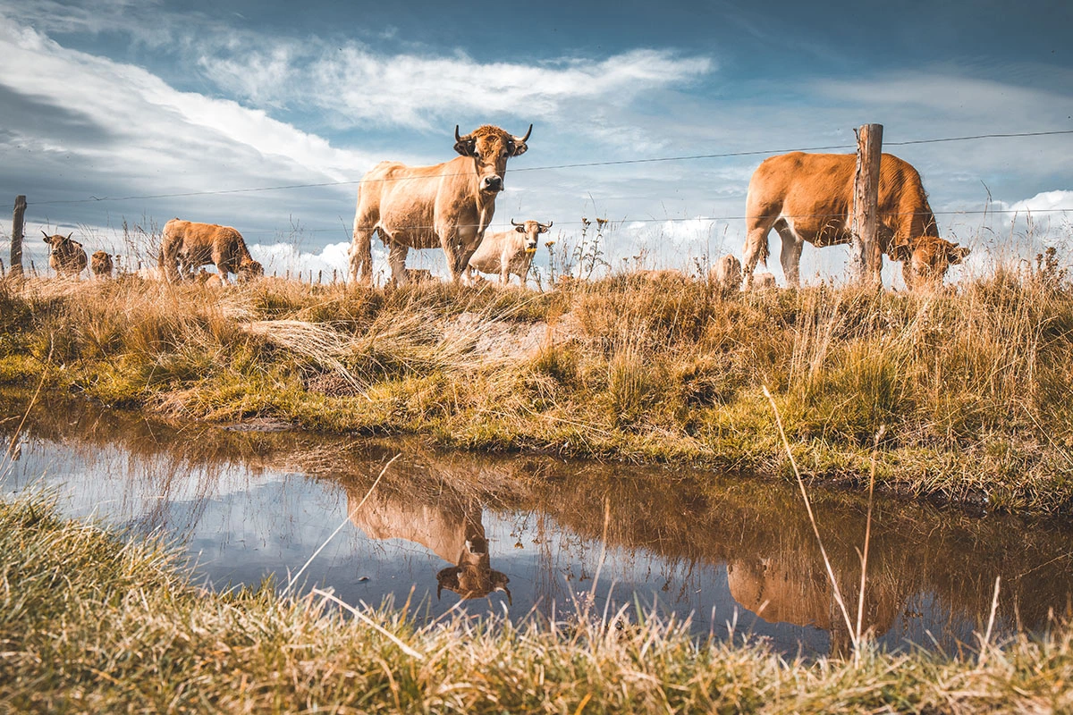 Vaches Aubrac le long du GR400 dans le Cantal