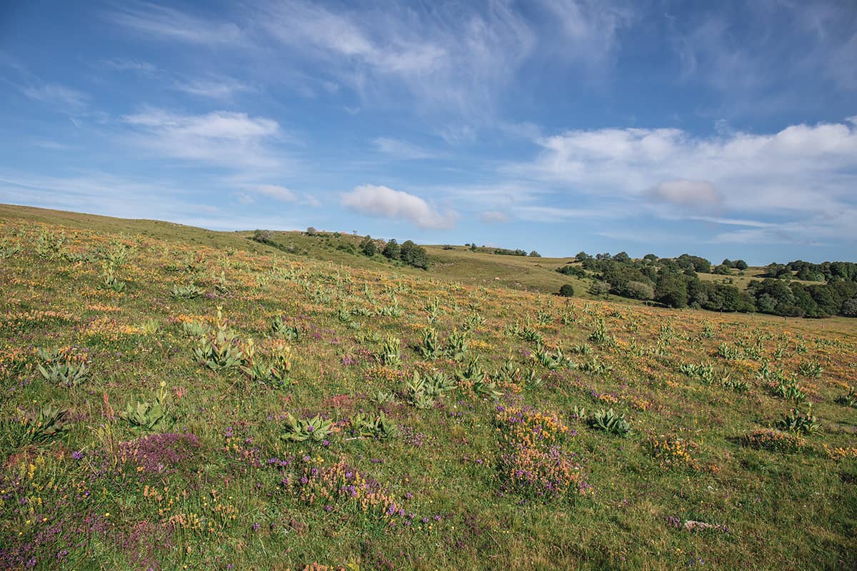 Paysages du plateau de l'aubrac