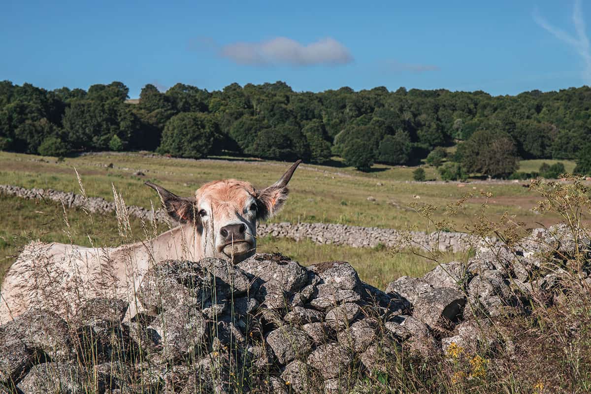 Vache Aubrac sur le plateau