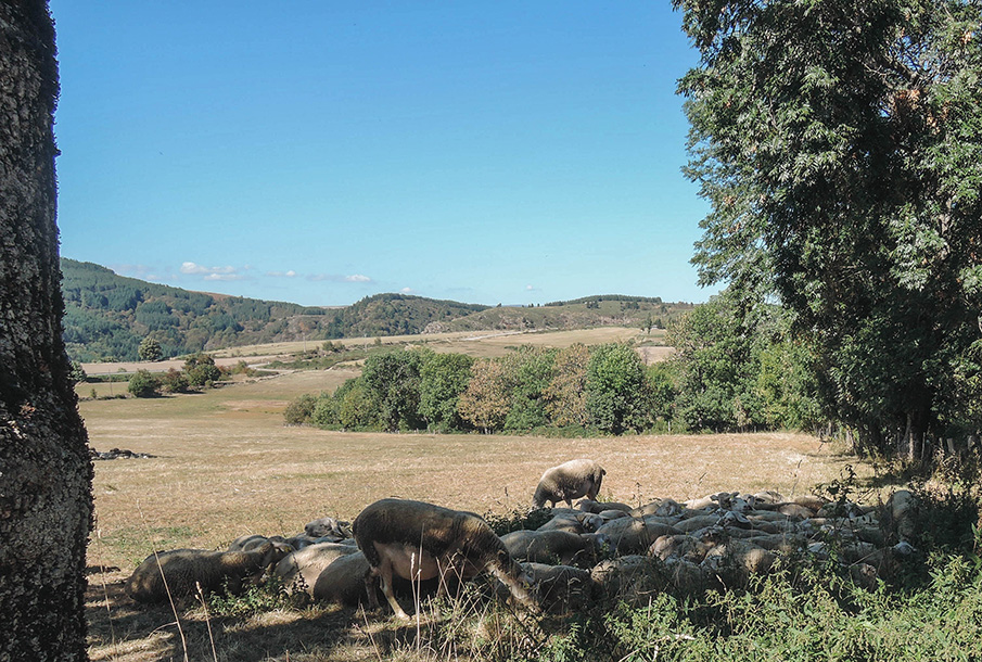 Moutons près du Chassezac