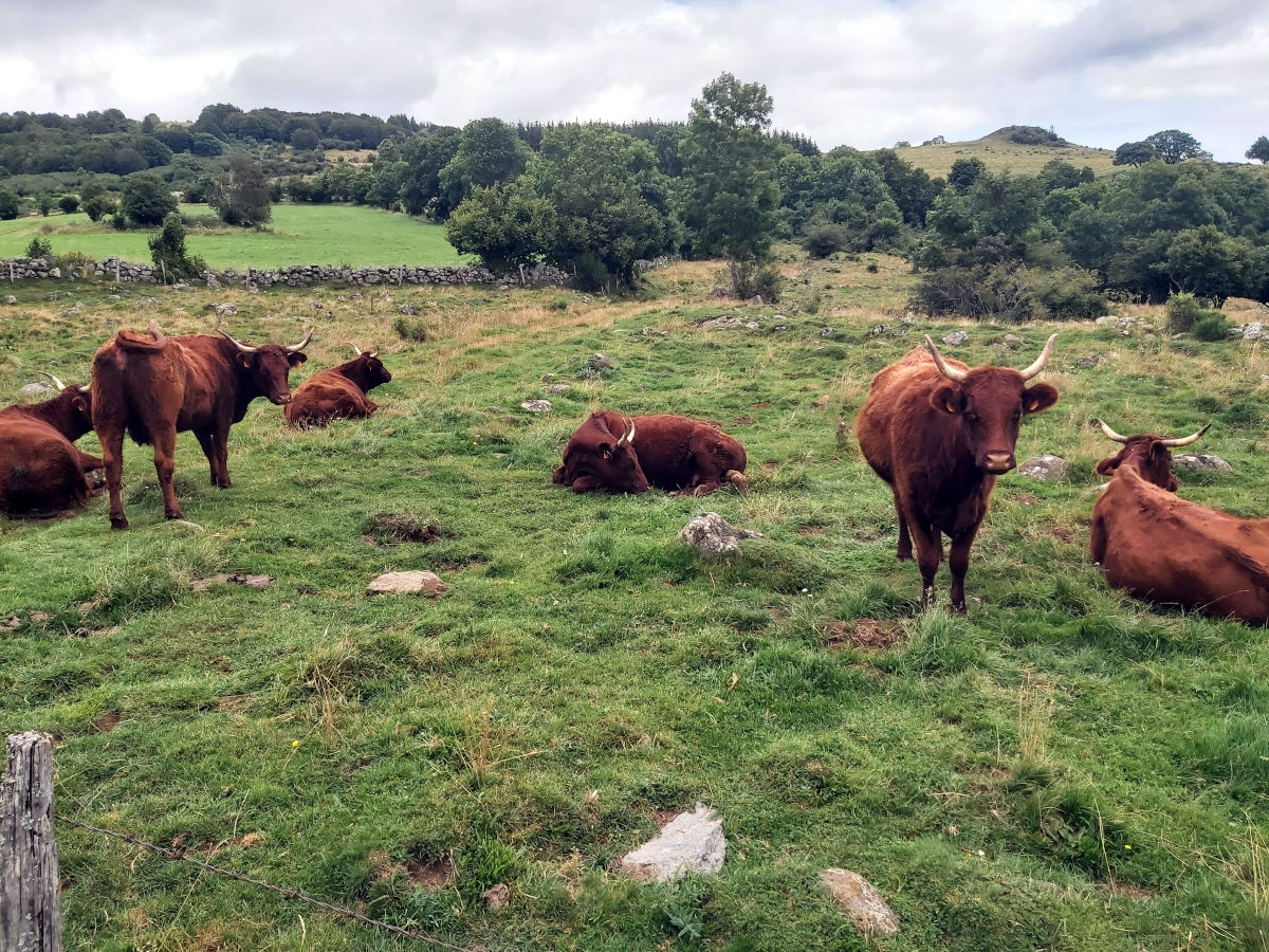 Les vaches rouges du Cézallier