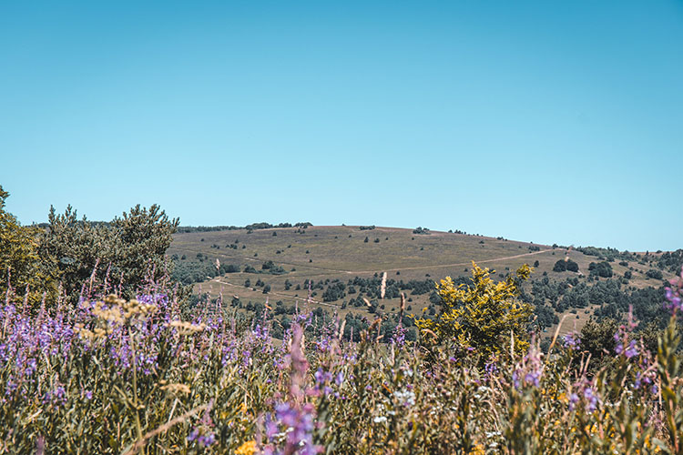 Paysage des hautes chaumes du Forez en été