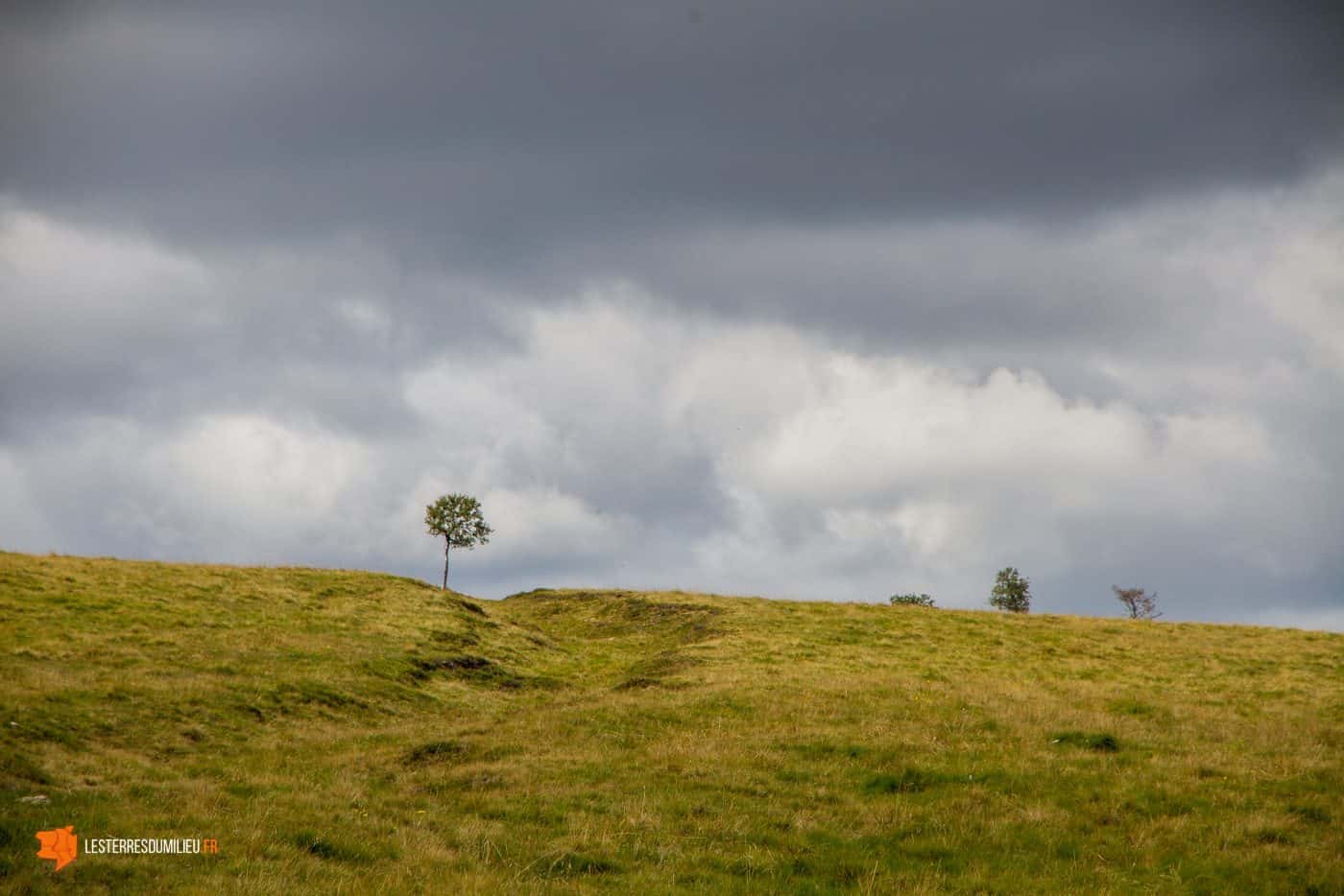 Arbre isolé au milieu du Forez