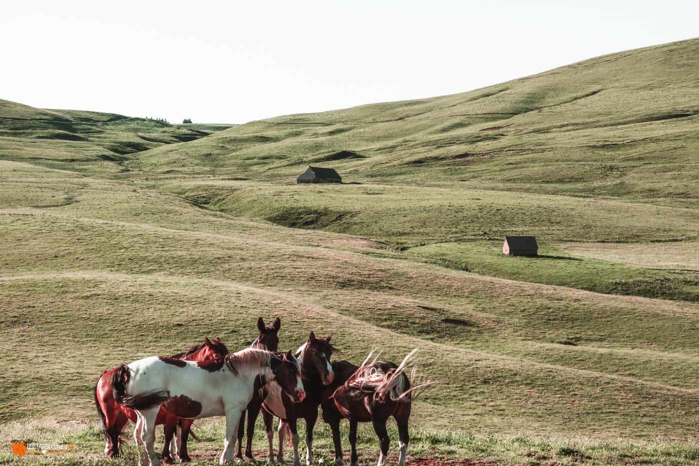 Chevaux dans le Cézallier