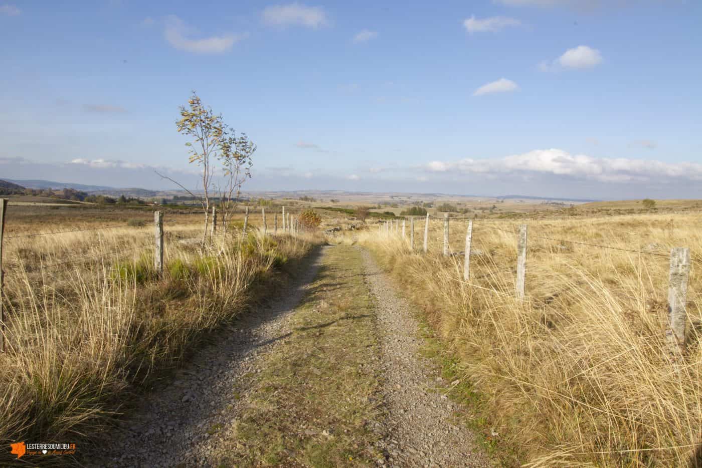 Chemin sur le plateau de l'Aubrac