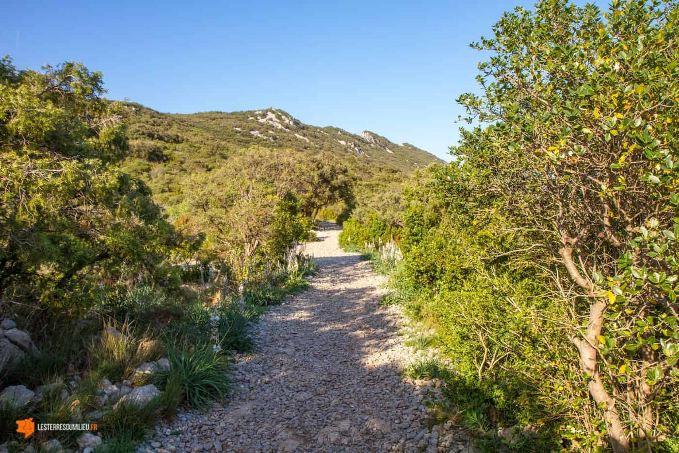 Chemin d'accès vers le sommet du Pic Saint-Loup