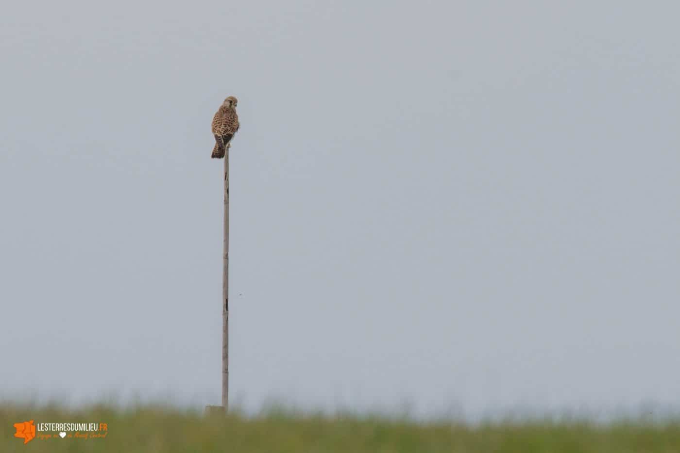 Rapace sur le plateau du Guéry