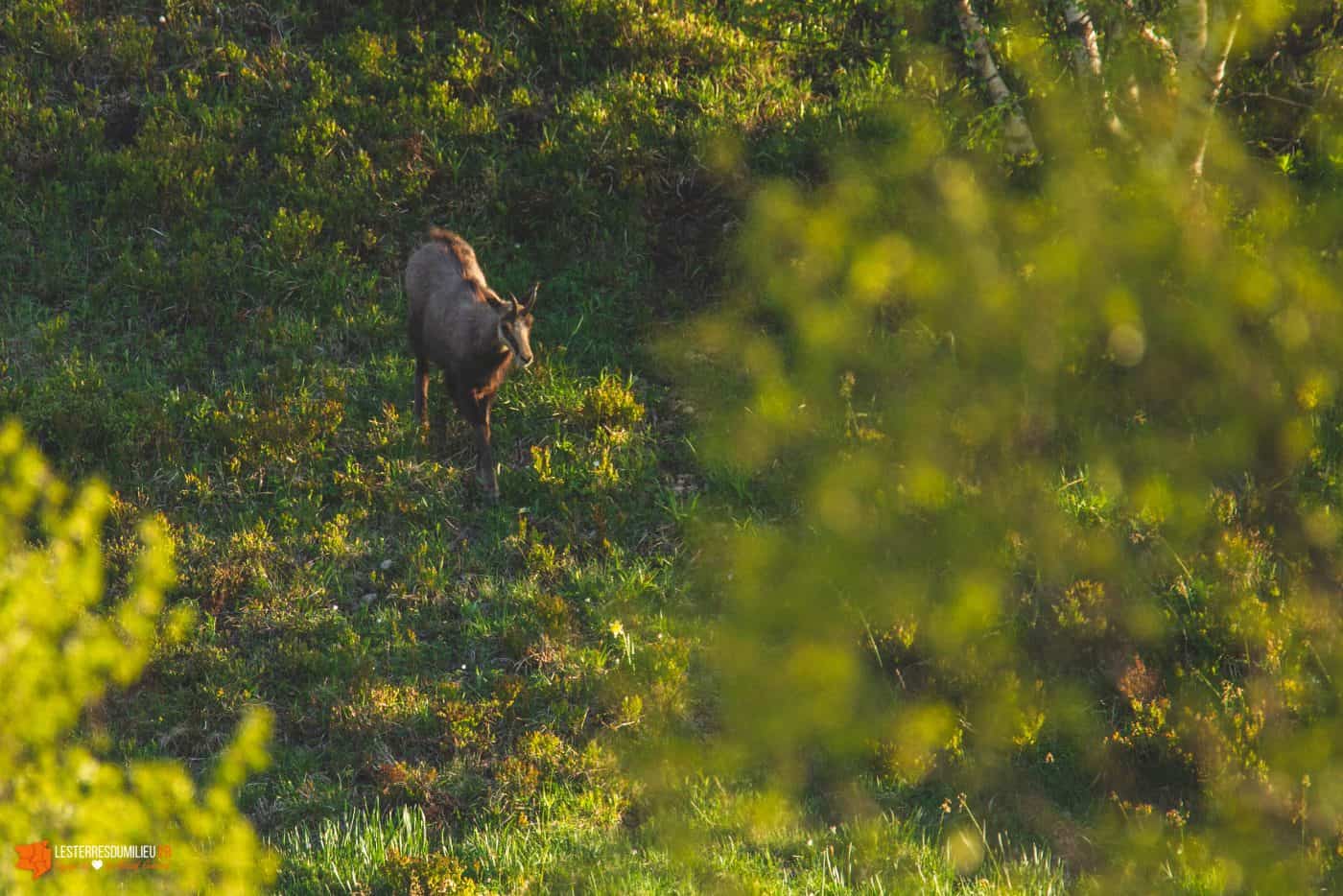 Chamois dans la vallée de CHaudefour en Auvergne