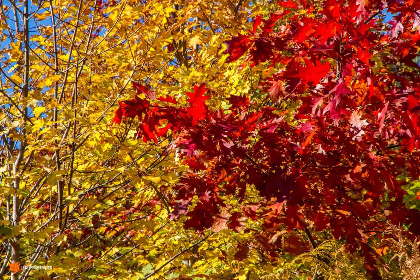 Couleurs d'automne en Auvergne