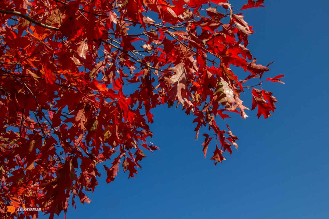 Feuilles d'automnes à Fontclairant