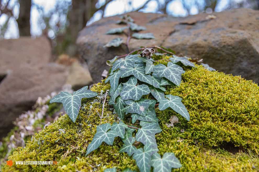 Mousse et pierres sur le chemin d'Opme