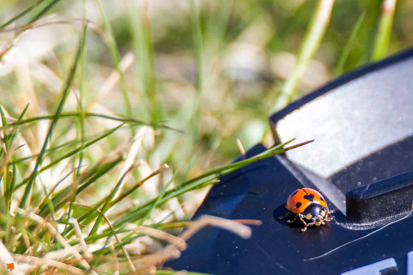 Coccinnelle en Auvergne