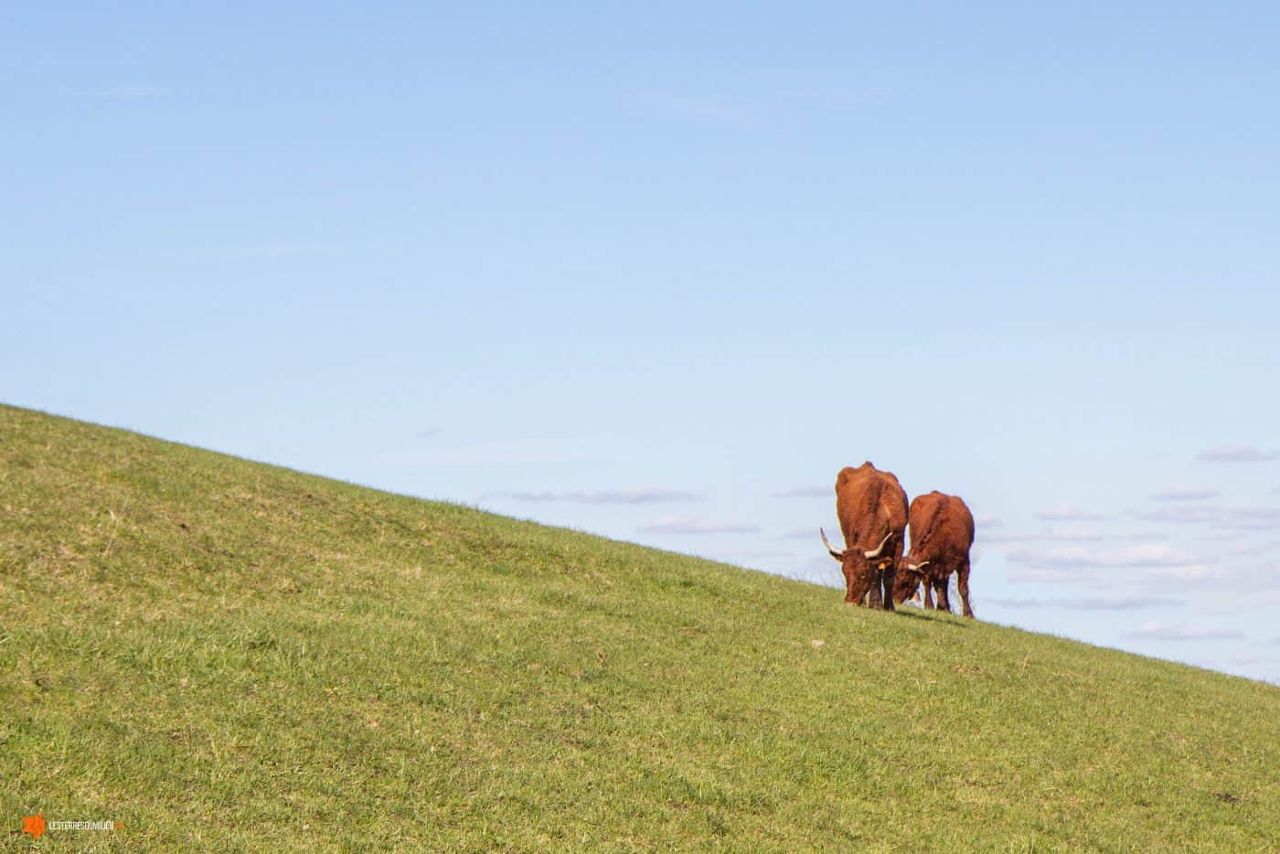 Vaches salers sur le puy Saint-Romain en Auvergne