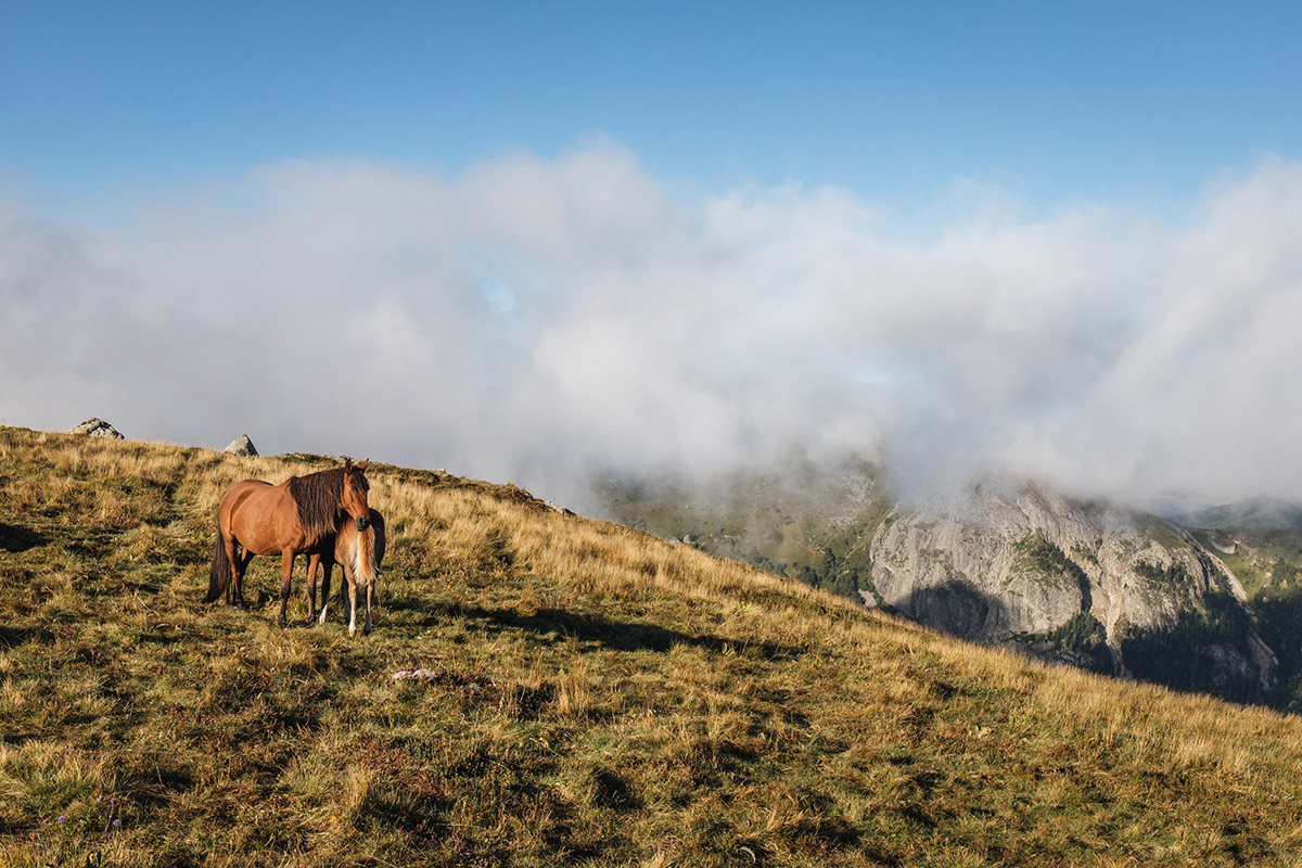 Chevaux au sommet du puy de la Tourte dans le Cantal