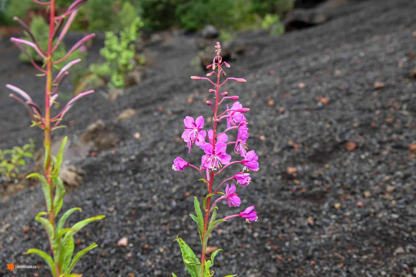 Fleur au milieu des roches volcaniques d'Auvergne