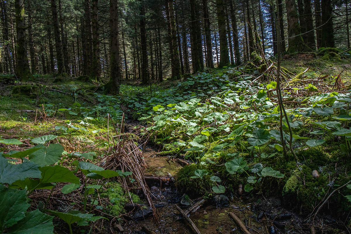 Forêt près de la Banne d'Ordanche